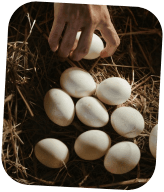 Uova fresche
